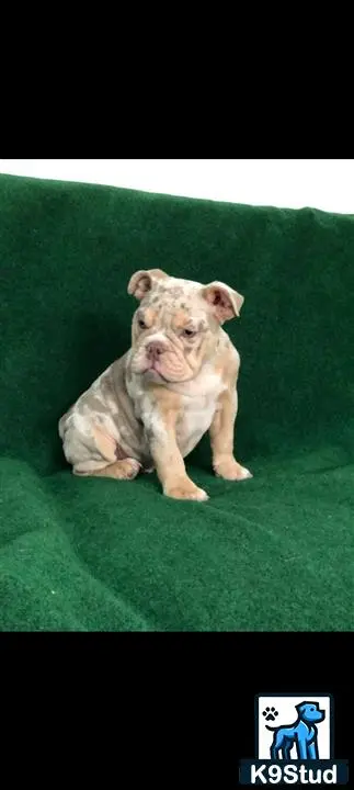 English Bulldog stud dog