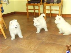 Samoyed