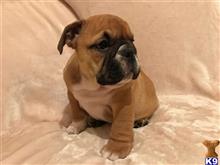 english bulldog puppy posted by dericknom