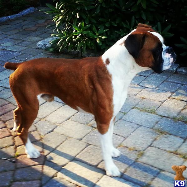 Boxer stud dog