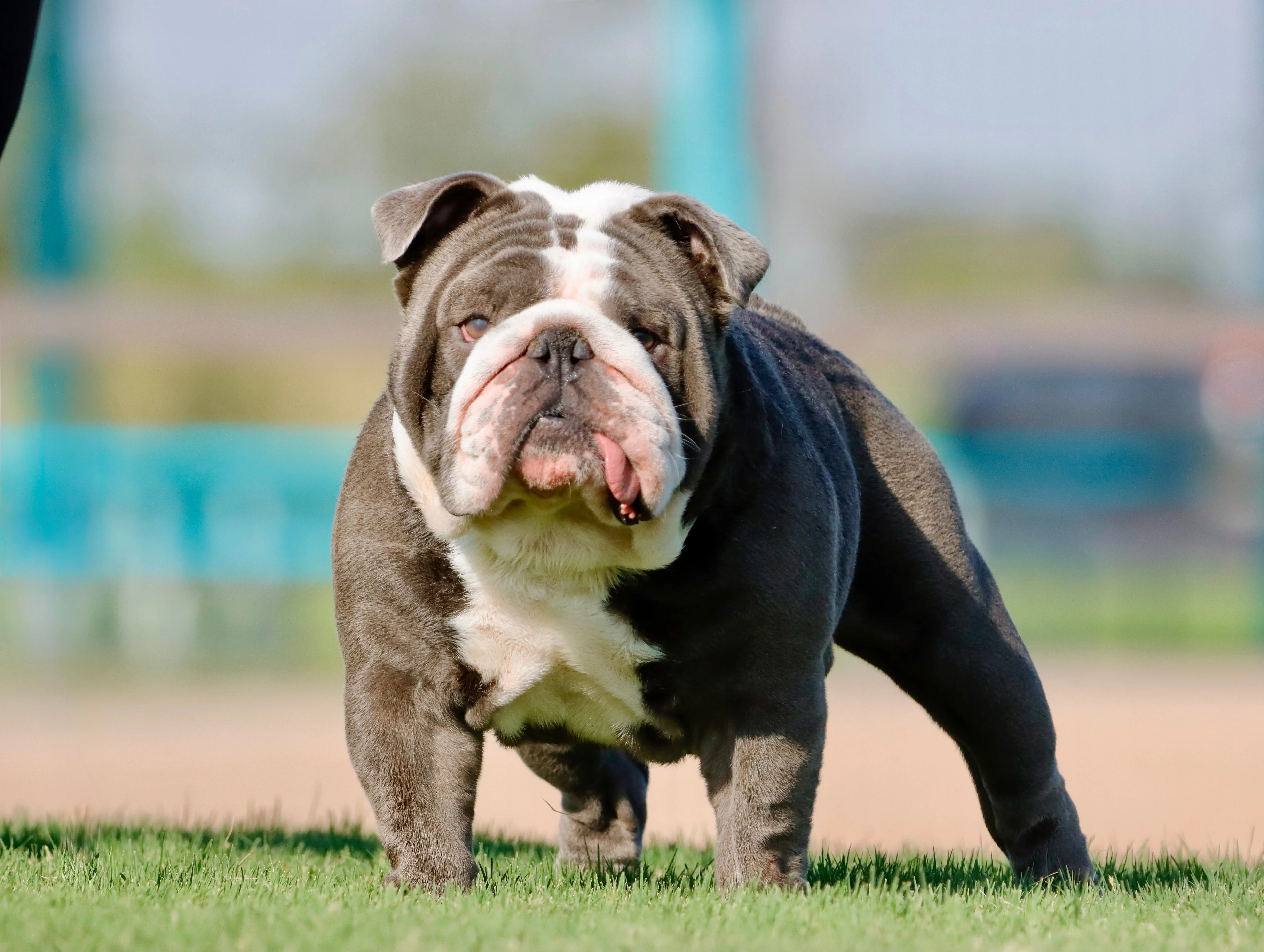 English Bulldog stud dog: Blue and white English Bulldog standing on green grass