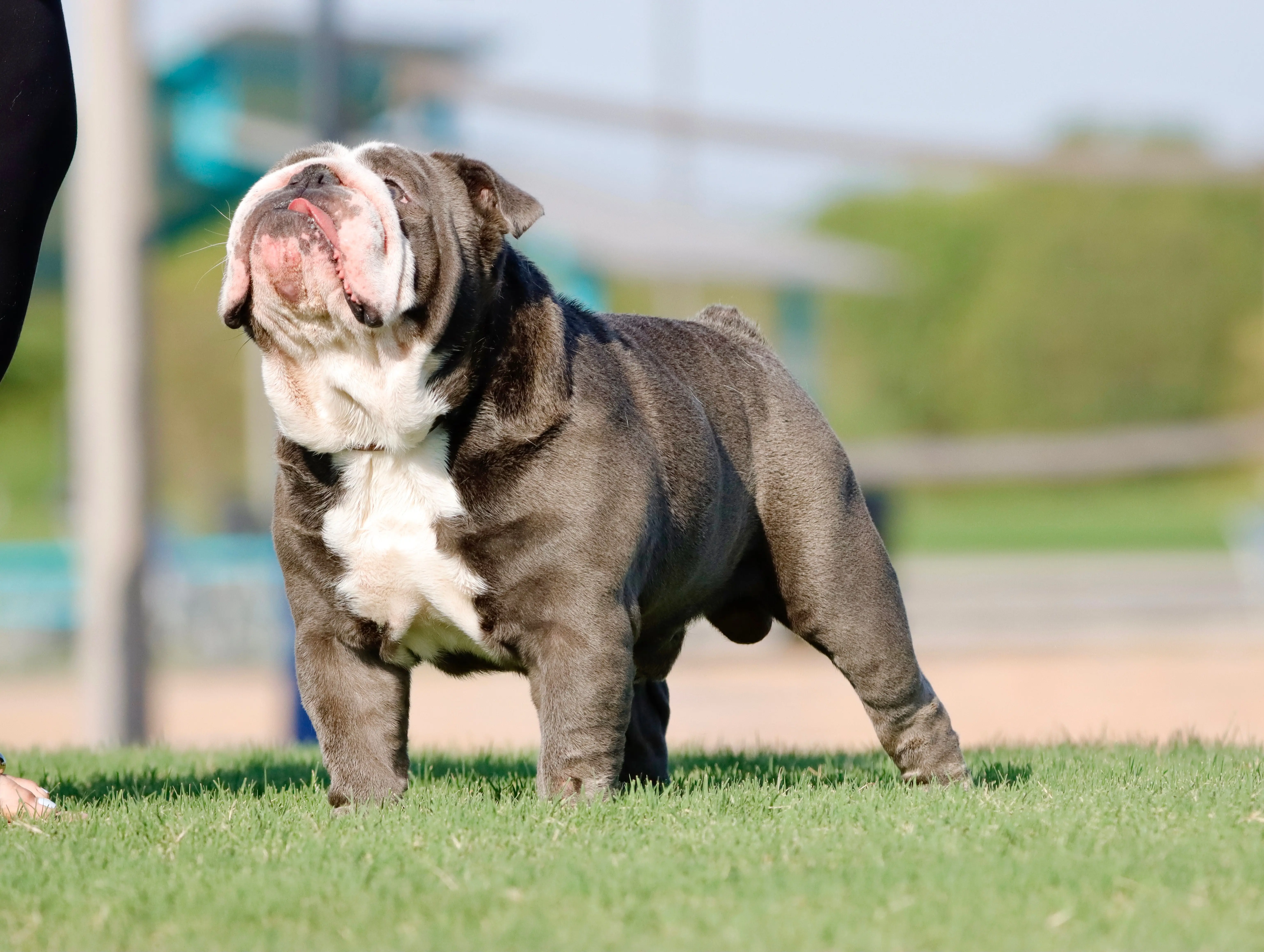 English Bulldog stud dog: Gray and white English Bulldog standing on grass, looking up