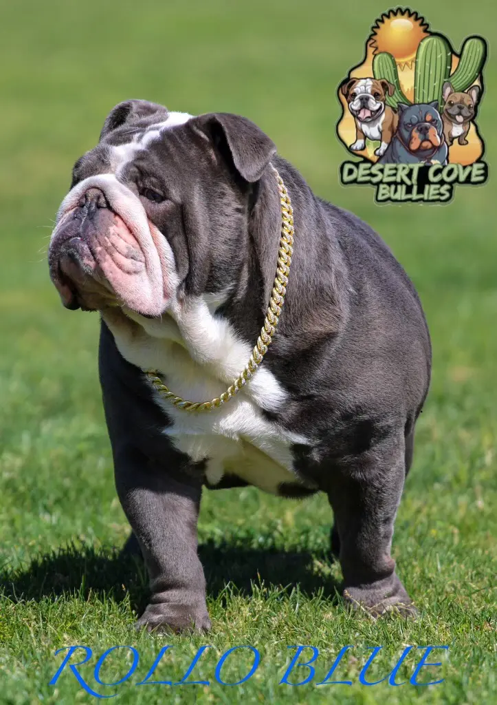English Bulldog stud dog: Blue and white English Bulldog standing on green grass