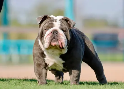 English Bulldog stud dog: Blue and white English Bulldog standing on green grass