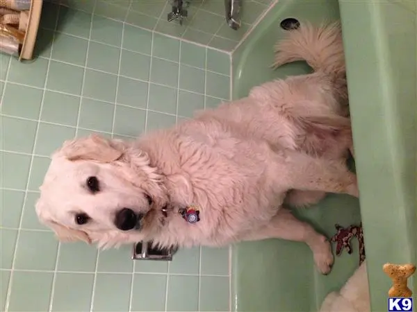 Kuvasz stud dog