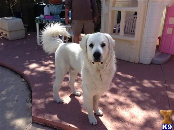 Kuvasz stud dog