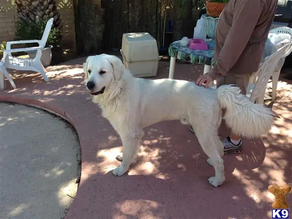 Kuvasz stud dog