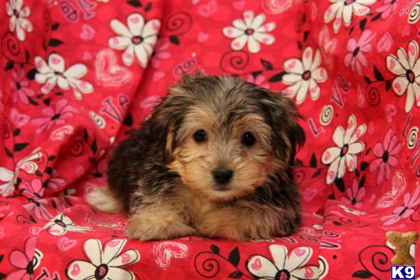 mixed breed puppy posted by designerpups