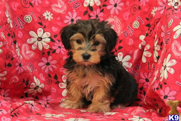 mixed breed puppy posted by designerpups