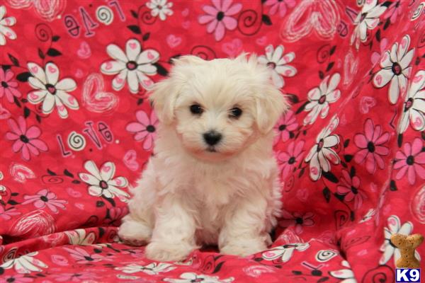 mixed breed puppy posted by designerpups