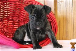 mixed breed puppy posted by designerpups
