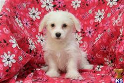 mixed breed puppy posted by designerpups