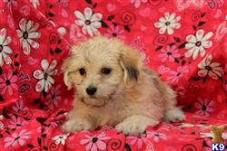 mixed breed puppy posted by designerpups