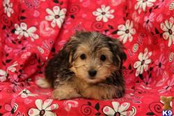 mixed breed puppy posted by designerpups