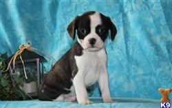 mixed breed puppy posted by designerpups
