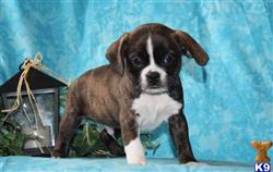 mixed breed puppy posted by designerpups