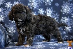 mixed breed puppy posted by designerpups