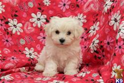 mixed breed puppy posted by designerpups