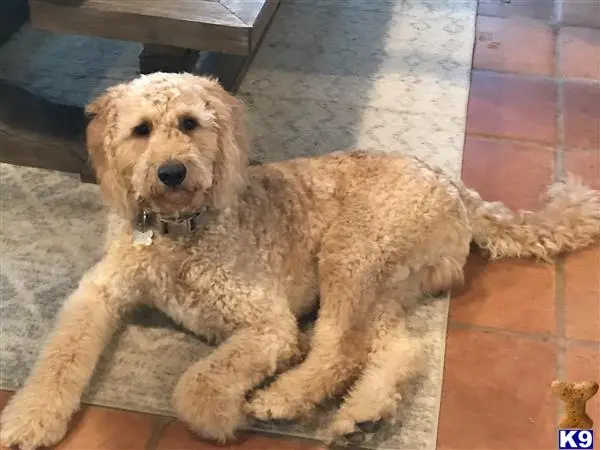 Goldendoodles stud dog