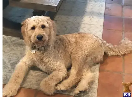 Goldendoodles