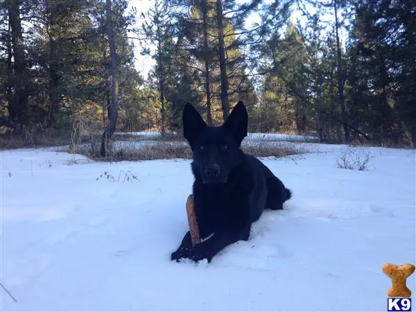 German Shepherd stud dog