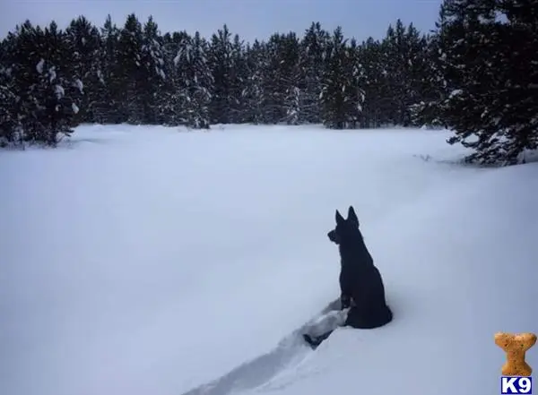 German Shepherd stud dog