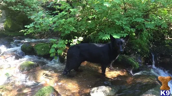 German Shepherd stud dog