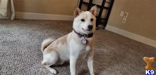 Shiba Inu stud dog