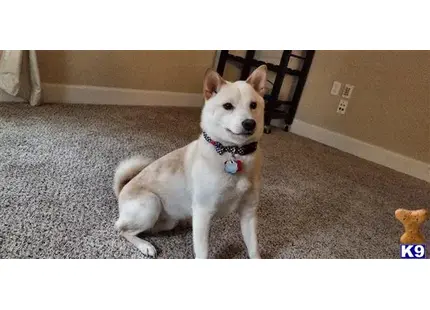 Shiba Inu