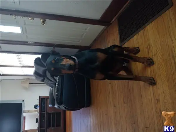 Doberman Pinscher stud dog