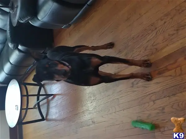 Doberman Pinscher stud dog