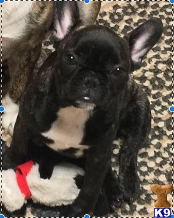 a black and white french bulldog dog