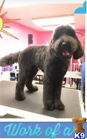 Australian Labradoodles stud dog