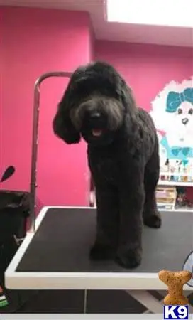 Australian Labradoodles stud dog