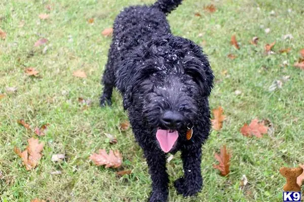 Australian Labradoodles stud dog