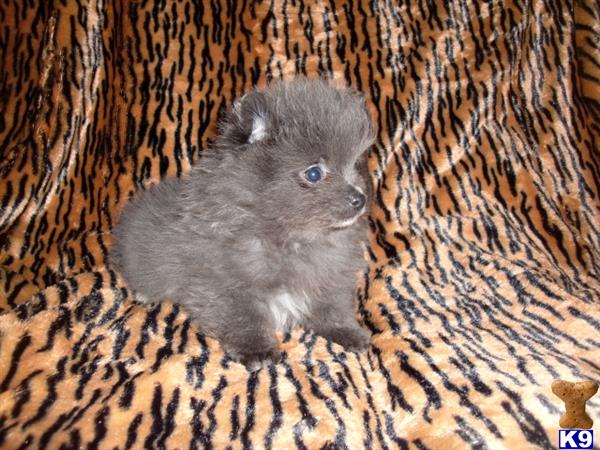 pomeranian puppy posted by destjenn