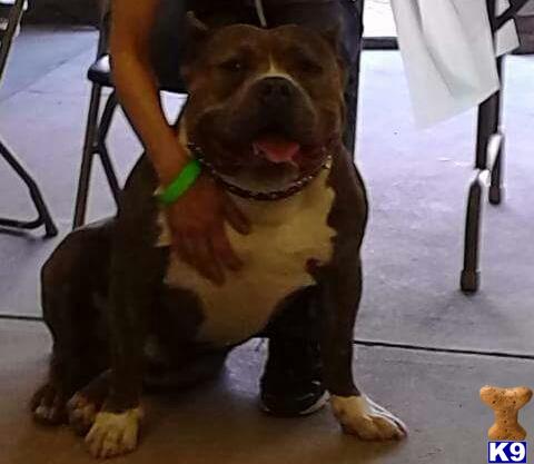 American Pit Bull dog for sale: Brindle American Pit Bull sitting with a person in a casual setting