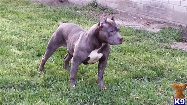 American Pit Bull dog for sale: Gray American Pit Bull standing in grassy yard