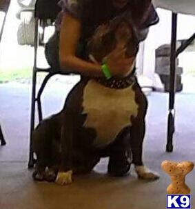 American Pit Bull dog for sale: Brindle American Pit Bull sitting beside a person indoors