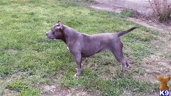 American Pit Bull dog for sale: Gray American Pit Bull standing in a grassy yard