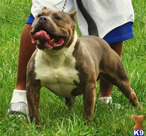 American Pit Bull dog for sale: Brindle American Pit Bull standing in grassy field with owner
