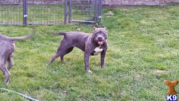 American Pit Bull dog for sale: Gray American Pit Bull standing playfully on green grass