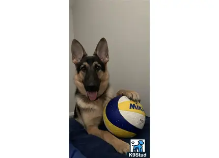 German Shepherd