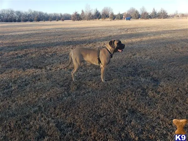 Mastiff stud dog