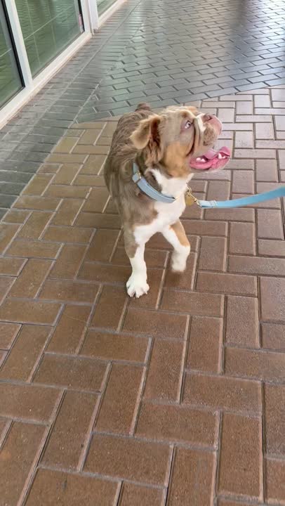English Bulldog stud dog: Error: Operation returned an invalid status code BadRequest<br/>Stack Trace:    at Microsoft.Azure.CognitiveServices.Vision.ComputerVision.ComputerVisionClient.<DescribeImageInStreamWithHttpMessagesAsync>d__41.MoveNext()
--- End of stack t