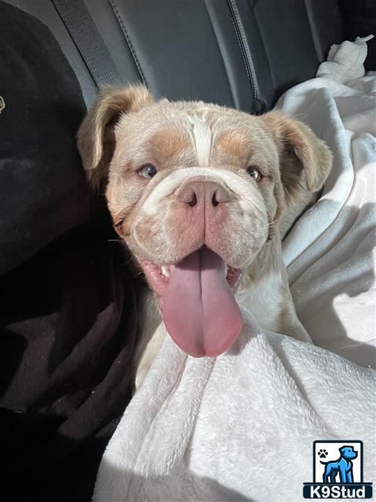 a pig sticking its tongue out