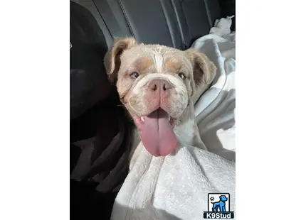 a pig sticking its tongue out