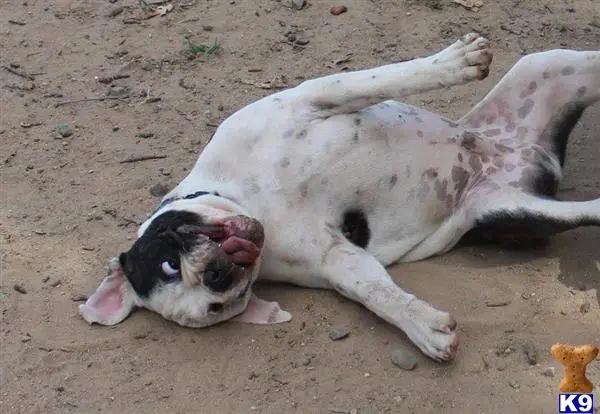 Old English Bulldog stud dog