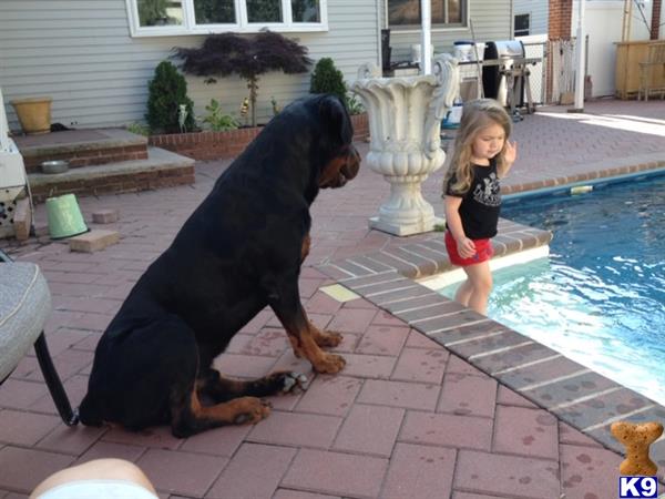 Rottweiler