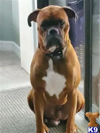 Boxer stud dog